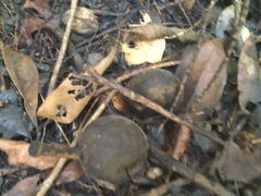 Elaeocarpus bancroftii