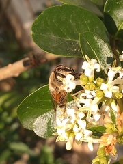 Eristalis tenax