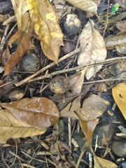 Elaeocarpus bancroftii