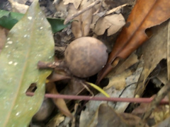 Elaeocarpus bancroftii