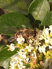 Eristalis tenax