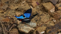 Rhetus dysonii