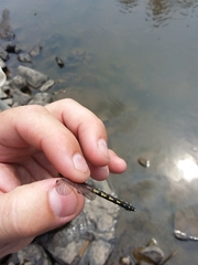 Ophiogomphus carolus