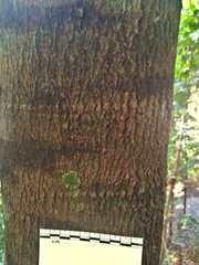 Elaeocarpus bancroftii