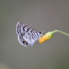 Leptotes cassius theonus