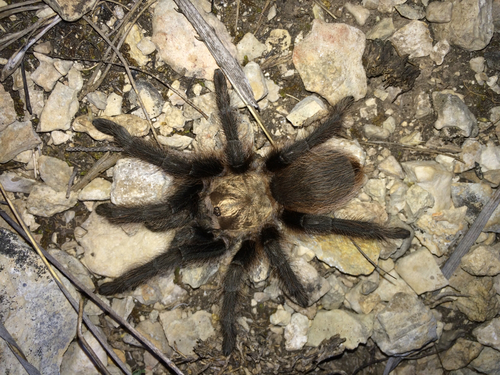 Texas Brown Tarantula