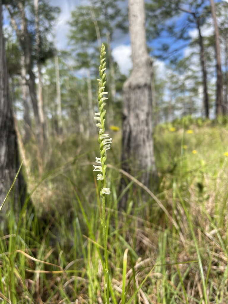 Spiranthes laciniata