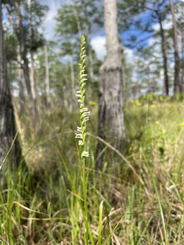 Image of Spiranthes laciniata by (c) Brandon Corder, some rights reserved (CC BY)