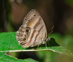 Cissia myncea