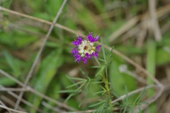 Dalea compacta