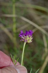 Dalea compacta