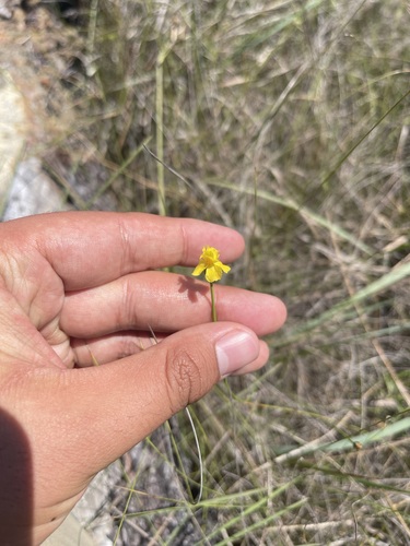 Image of Xyris baldwiniana by (c) Brandon Corder, some rights reserved (CC BY)