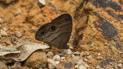 Hermeuptychia harmonia