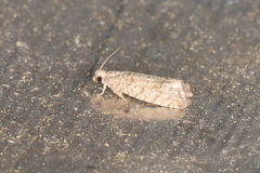 Eucosma baggetti
