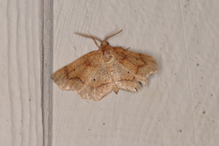 Metarranthis indeclinata