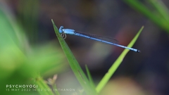 Ceriagrion azureum