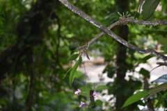 Comparettia falcata