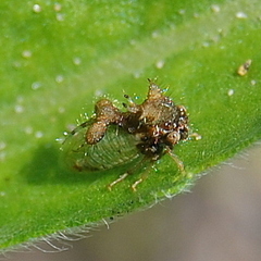 Cyphonia clavigera