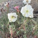 Crownleaf Evening Primrose - Photo (c) Nick Moore, some rights reserved (CC BY-NC), uploaded by Nick Moore