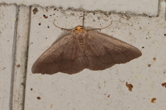 Lambdina pellucidaria