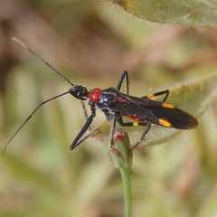 Graptocleptes bicolor