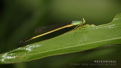 Ceriagrion fallax
