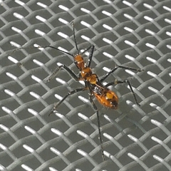 Graptocleptes bicolor