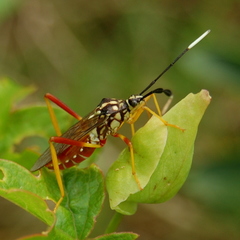 Holhymenia histrio