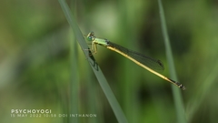 Ceriagrion fallax