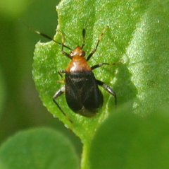 Horciasinus argentinus