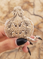 Phrynosoma goodei