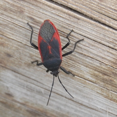 Largus rufipennis