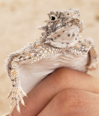 Phrynosoma goodei