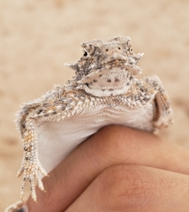 Phrynosoma goodei