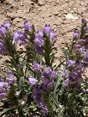Penstemon jamesii