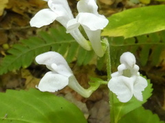 Scutellaria serrata