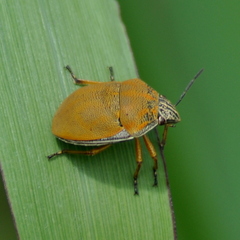 Orsilochides leucoptera