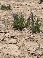 Penstemon jamesii