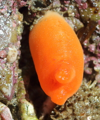 Halocynthia aurantium