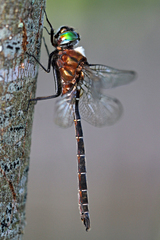 Somatochlora cingulata