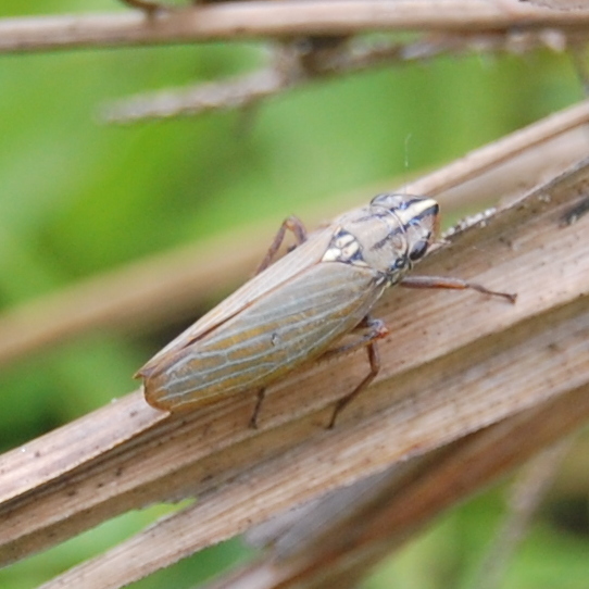 Sonesimia grossa