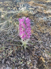 Pedicularis lanata
