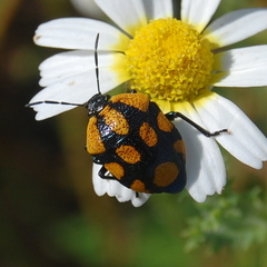 Stiretrus decastigmus