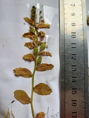 Lobelia concolor