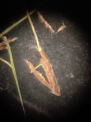 Austrostipa aristiglumis