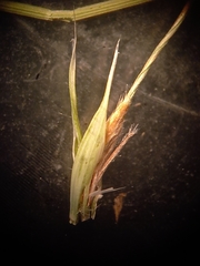 Austrostipa aristiglumis