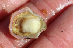 Crepipatella lingulata