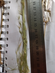 Austrostipa aristiglumis
