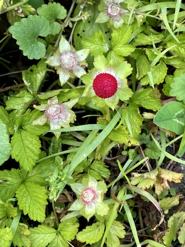 Lesser Mock-strawberry