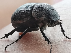 Phyllophaga cribrosa